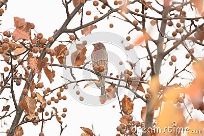 A house finch bird perched on a bracnh with fall colors in the background Stock Photo