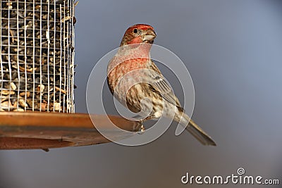 House Finch (Carpodacus mexicanus frontalis) Stock Photo