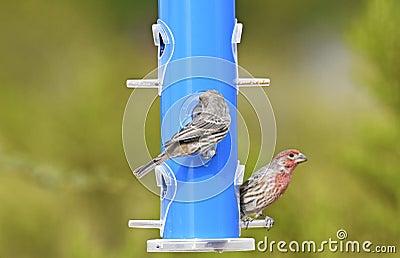 House Finch, male and female feeding at a birdfeeder in New Mexico Stock Photo