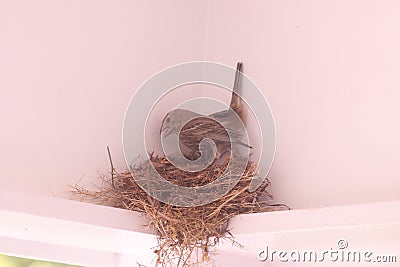 A House Finch nest on a front poach in North Carolina with baby birds Stock Photo