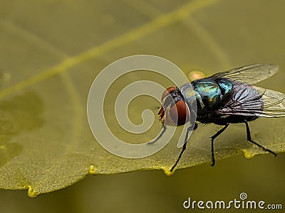 House flies, Fly, perch on leaves Stock Photo