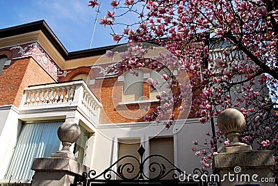 House with flowering tree in Padua in the Veneto (Italy) Stock Photo