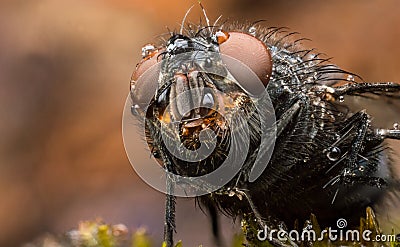 House Fly extreme close up macro Stock Photo