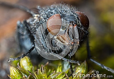 House Fly extreme close up macro Stock Photo