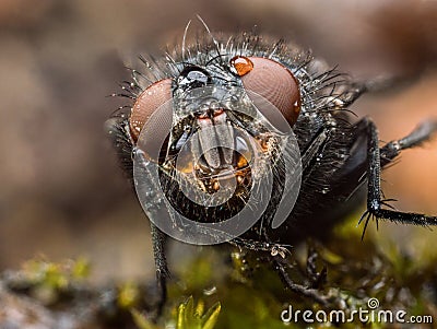 House Fly extreme close up macro Stock Photo