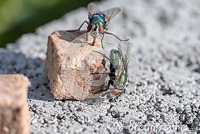 house fly in extreme close up sitting on piece dog food. Picture taken on grey wall Stock Photo