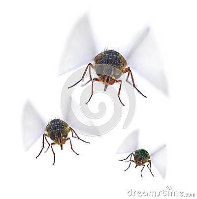 Flies Fly Insect Pest Pests Stock Photo