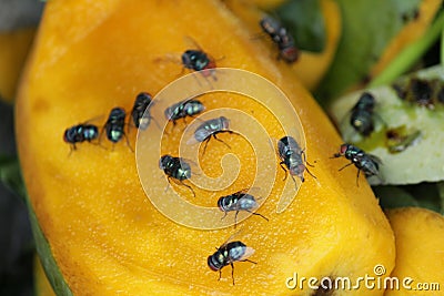 House fly, food contamination hygiene concept. Stock Photo