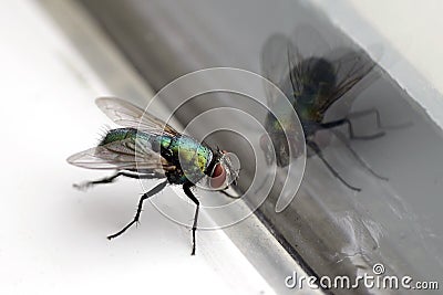 House Fly & Glass Reflection Closeup Stock Photo