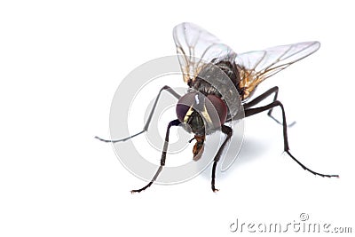 House fly isolated Stock Photo