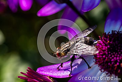 House fly on a purple ragwort blossom Stock Photo