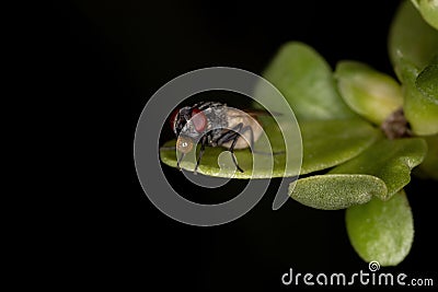 House fly using saliva bubble to cool your body Stock Photo