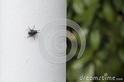 House Fly on white wall Stock Photo