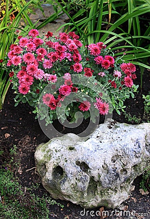 House gardening Stock Photo