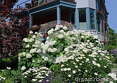 house with large cluster of white hydrangea and daisies Stock Photo