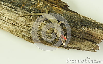 House lizard Gecko eating an insert Stock Photo