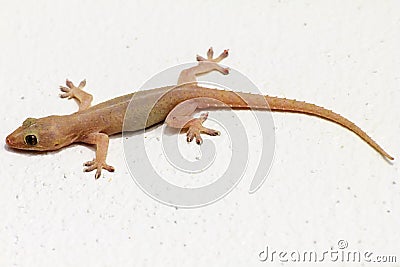 House lizard Stock Photo