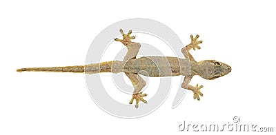 House lizard Stock Photo