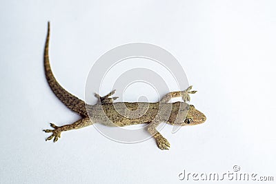 House lizard or little gecko close up on white background Stock Photo
