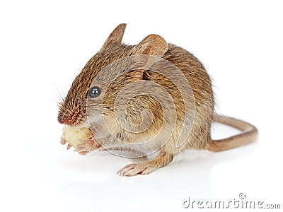 House mouse eating cheese (Mus musculus) Stock Photo