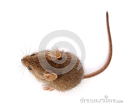 House mouse looking up (Mus musculus) Stock Photo