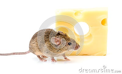 House mouse (Mus musculus) near cheese Stock Photo