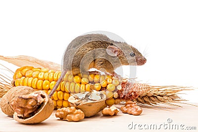 House mouse (Mus musculus) with walnut and corn Stock Photo