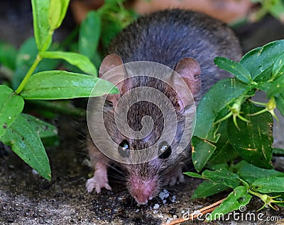 House mouse in urban garden searching for food. Stock Photo