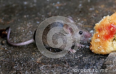 House mouse feeding on cake in winter in urban house garden. Stock Photo