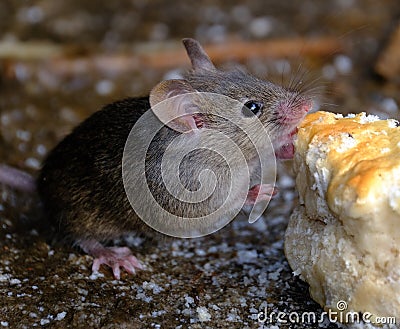 The house mouse is a small mammal of the order Rodentia. Stock Photo