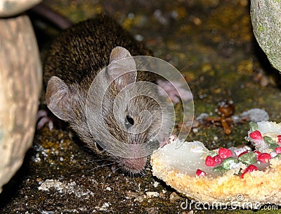 The house mouse is a small mammal of the order Rodentia. Stock Photo