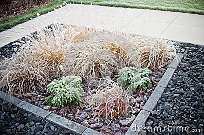 Winter frost on front yard decorative grass Stock Photo