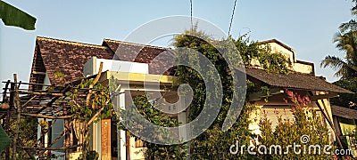 A house that is overgrown with vines and has been abandoned by its occupants Stock Photo