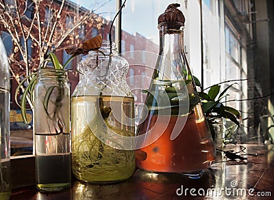 House Plant Cuttings Rooting Stock Photo