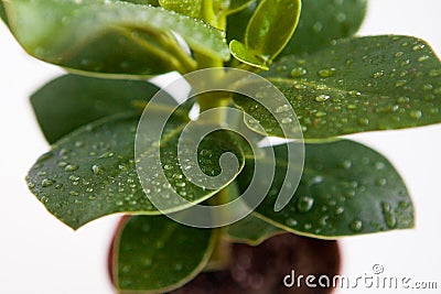 House plant with drops of water on leaves, close up, white background Stock Photo