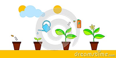 House plant growth and care advice infographics, vector illustration Vector Illustration