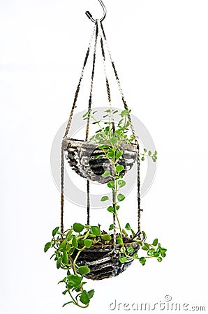 House plant hanging, Crochet work Stock Photo
