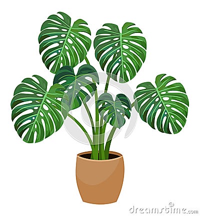 House plant monstera. Vector illustration. Cartoon Illustration