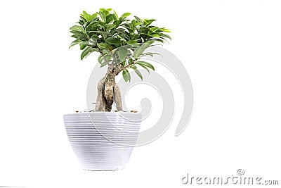 House plant in pot Stock Photo