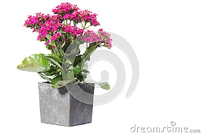 House Plant potted plant isolated on white Stock Photo