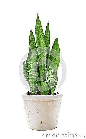 House plant Sansevieria Stock Photo