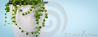 House plant Senecio rowleyanus with tiny happy face on beads, copy space for own text Stock Photo