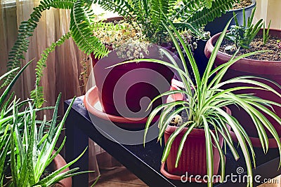 House plants close-up shot. Spider plant, nephrolepis exaltata and aloe vera plants. Stock Photo