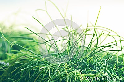 House plants, grass, greens near the window. Interior design lifestyle of living room or cafe, restaurant, office. Copy Stock Photo