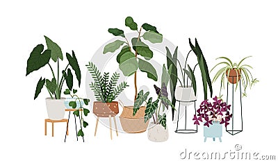 House plants in pots, planters. Interior houseplants composition. Modern home foliage decoration with green leaf Vector Illustration