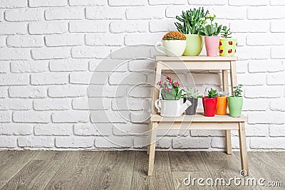 House plants, succulents Stock Photo