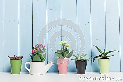 House plants, succulents Stock Photo