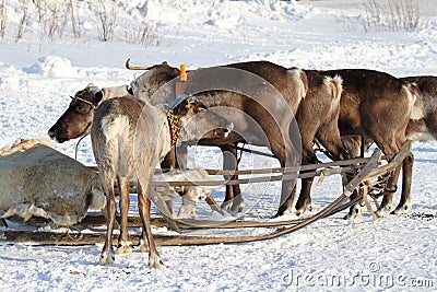 House reindeers Stock Photo