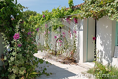 House in rose hollyhock bloom on Ile d`Aix Charente maritime France Stock Photo