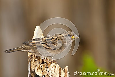 House Sparrow Stock Photo